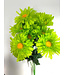 Daisy Bush X9