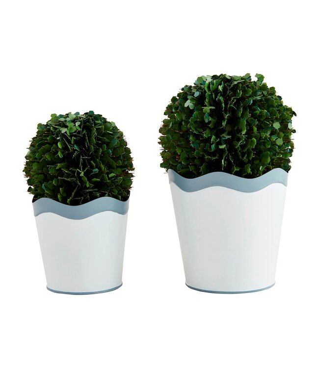 Wavy Boxwood Pots