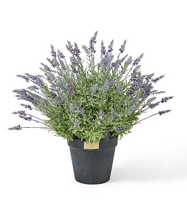 MACKENZIE CHILDS Lavender Urn Filler