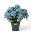 MACKENZIE CHILDS Hydrangea Urn Filler