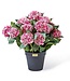 MACKENZIE CHILDS Hydrangea Urn Filler