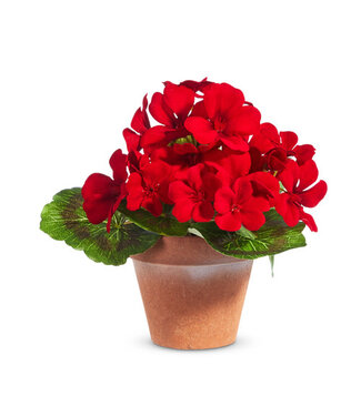 7.5” Potted Miniature Red Geranium