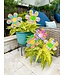 THE ROUND TOP COLLECTION Madras Flowers Medium