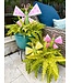 THE ROUND TOP COLLECTION Bowterfly Large
