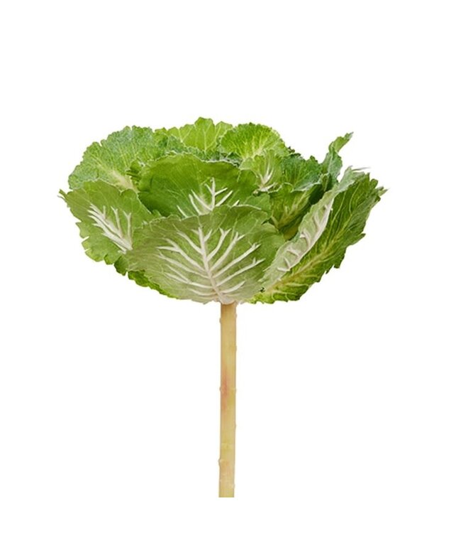 10” Cabbage Pick