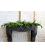 72” Luxury Cyprus/Norfolk Pine Swag