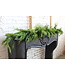 72” Luxury Cyprus/Norfolk Pine Swag
