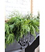 72” Luxury Cyprus/Norfolk Pine Swag