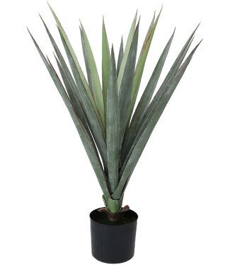 Sisal Plant in Pot
