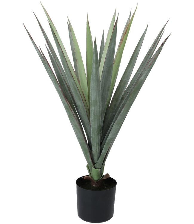 Sisal Plant in Pot