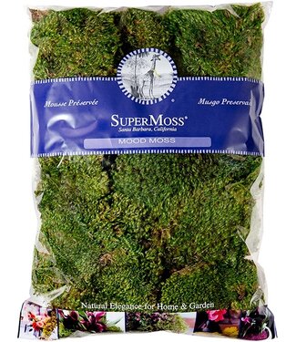 Mood Moss Preserved