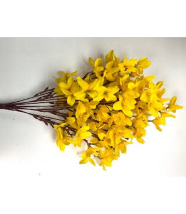 FORSYTHIA BUSH X10 20"