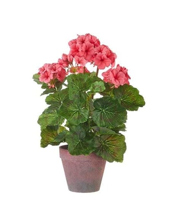 17" Potted Coral Geranium