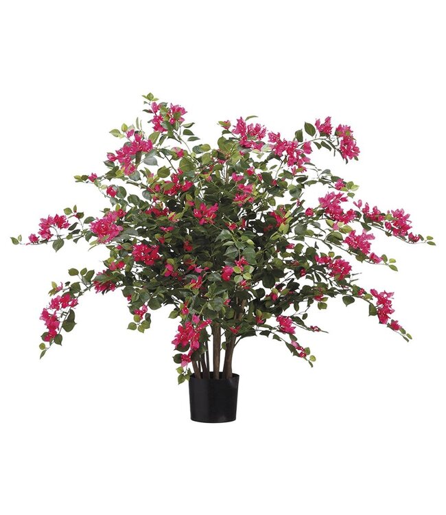 39" Bougainvillea Plant in Pot Beauty