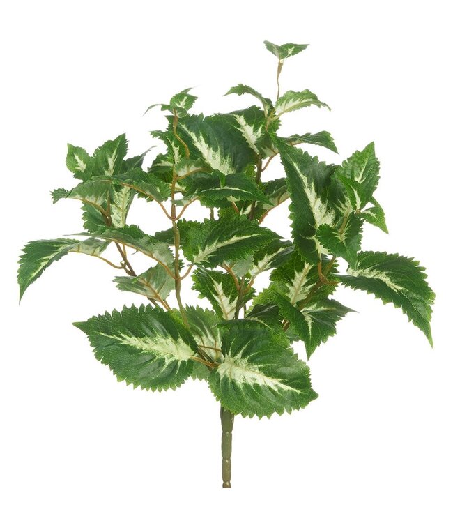 16" UV Protected Coleus Bush Green Cream