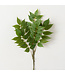 Bold Green Ruscus Spray
