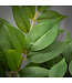 Bold Green Ruscus Spray