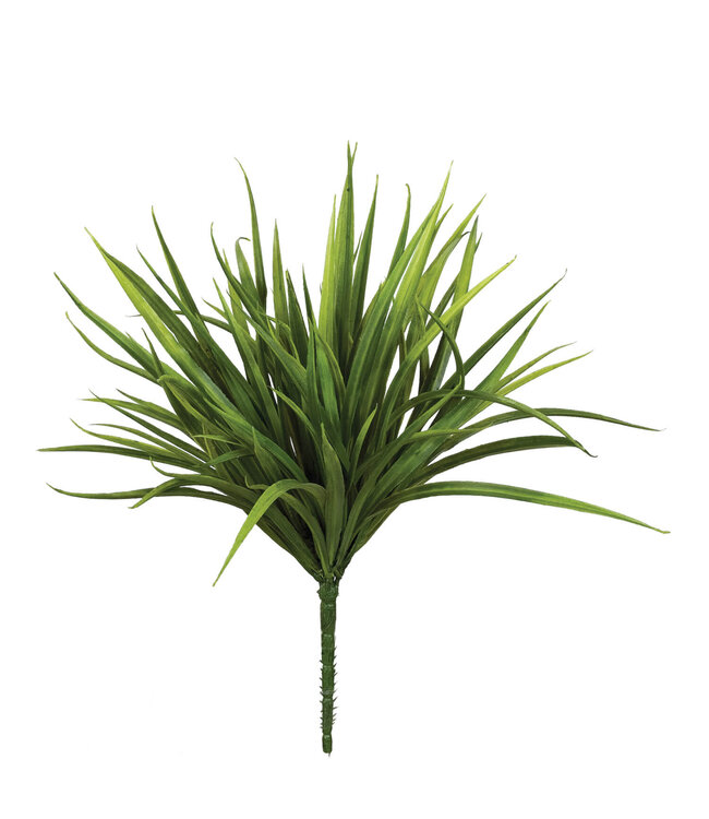 Sword Grass Plant