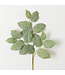 Long Lemon Leaf Spray