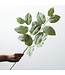 Long Lemon Leaf Spray