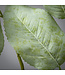 Long Lemon Leaf Spray