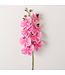 Pink Phalaenopsis Spray