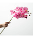 Pink Phalaenopsis Spray