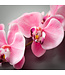 Pink Phalaenopsis Spray