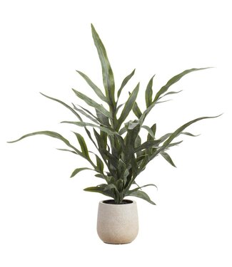 18" Java Fern Plant in Plastic Pot Green