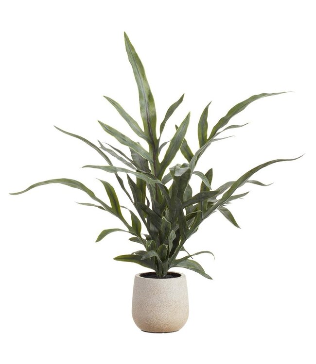 18" Java Fern Plant in Plastic Pot Green