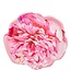 Peony Salad Plate Pink Peonies