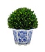 Boxwood Ball Topiary in Hexagon Blue & White Ceramic Pot