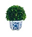 Boxwood Ball Topiary in Hexagon Blue & White Ceramic Pot