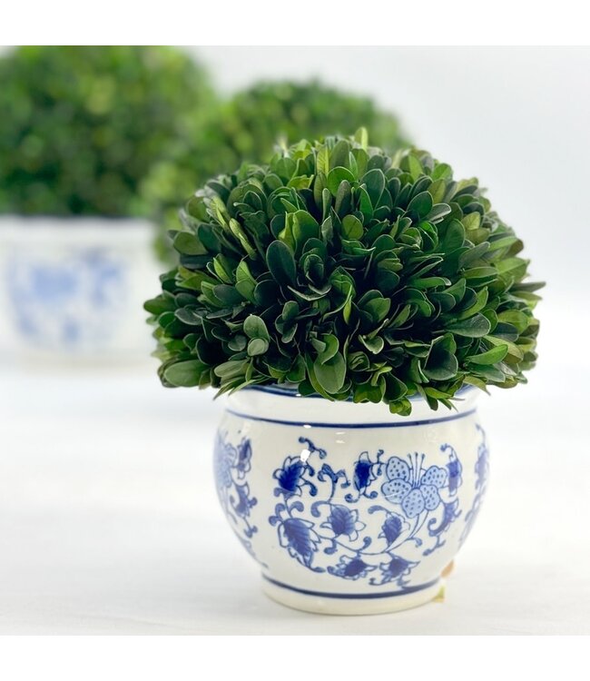 Boxwood Ball Topiary in Round Bulb Blue & White Ceramic Pot