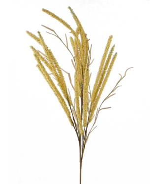 Setaria Spray
