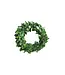 6" Round Preserved Boxwood Wreath