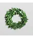 6" Round Preserved Boxwood Wreath