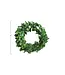 6" Round Preserved Boxwood Wreath