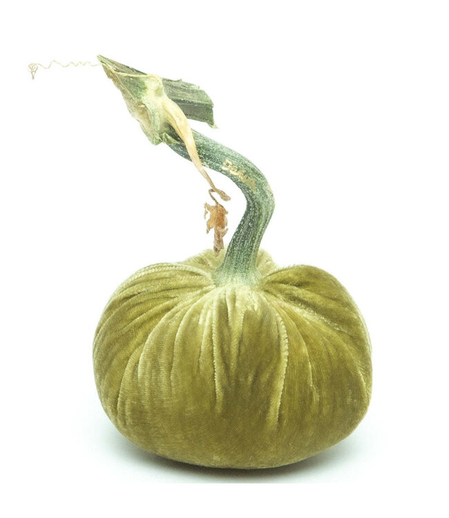 HOT SKWASH 6" Velvet Pumpkin