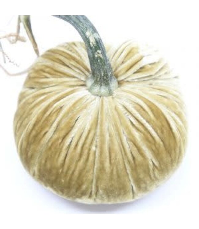 HOT SKWASH 6" Velvet Pumpkin