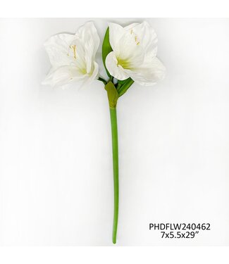 White Garden Amaryllis