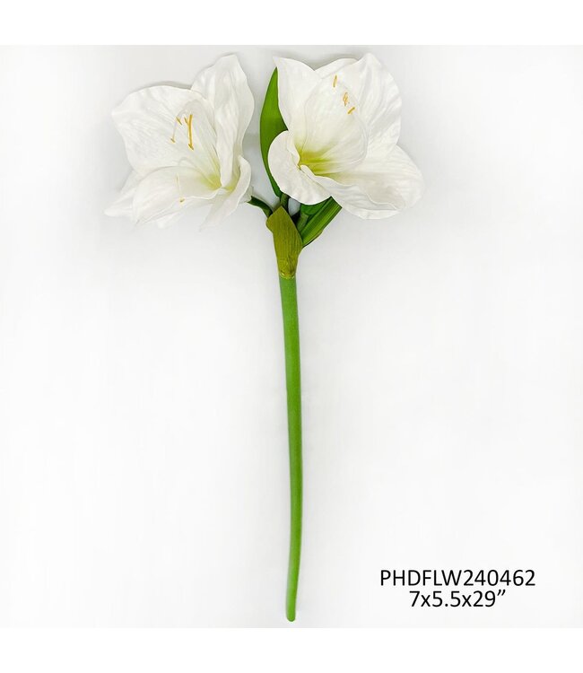 White Garden Amaryllis