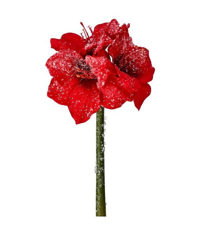 16" Frosted Mini Amaryllis Stem