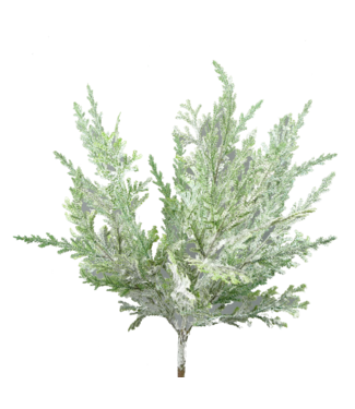 glitter pine bush
