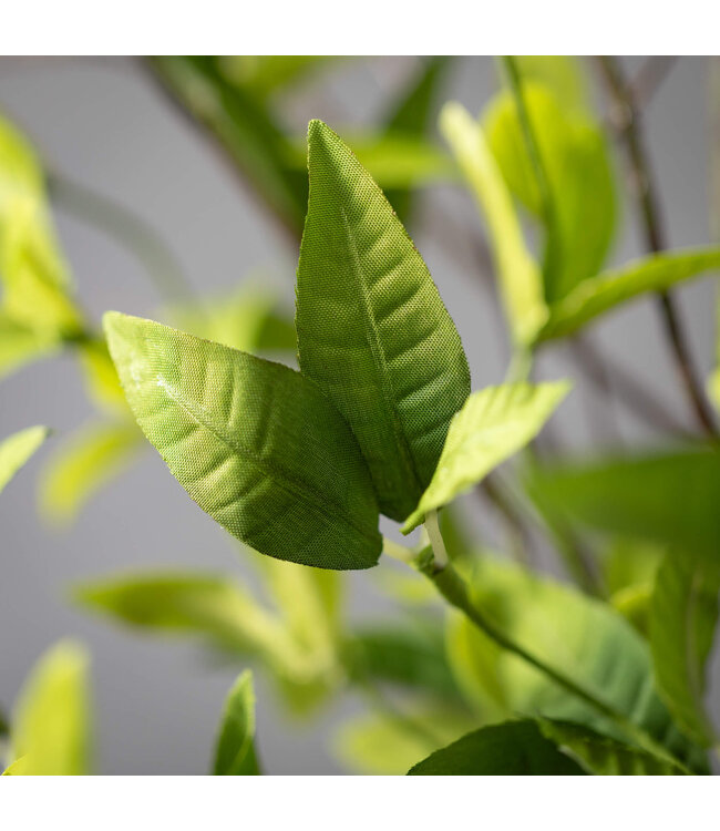 Ruscus & Twig Wreath