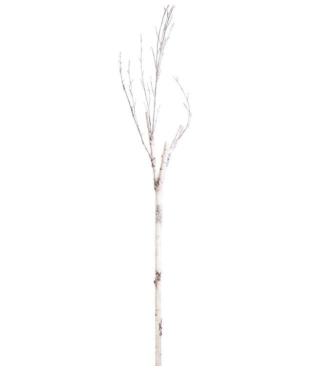 Birch Branch