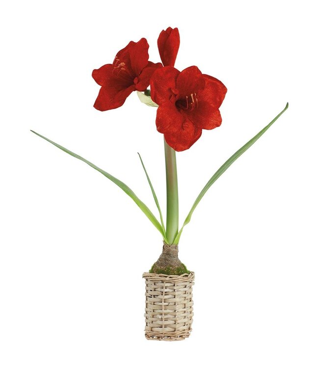 20.5" Velvet Amaryllis in Basket Red