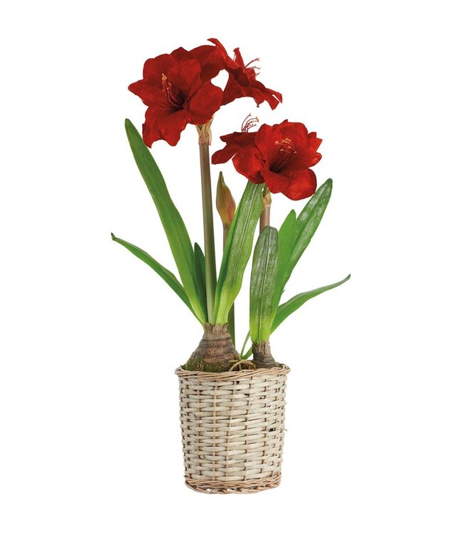 29" Velvet Amaryllis in Basket Red