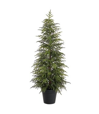 5' Willow Pine Tree in Plastic Pot Green