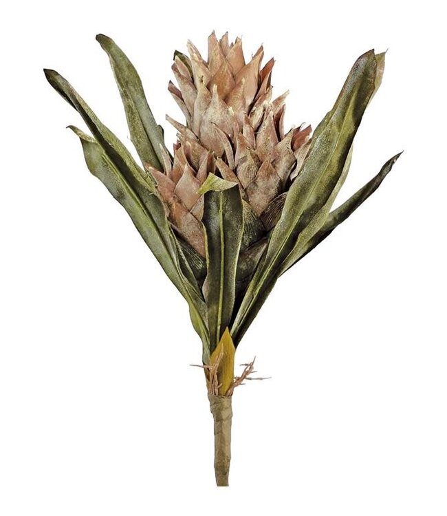 19" Dried Protea Bundle Taupe